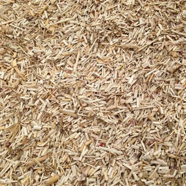 miscanthus 1.webp