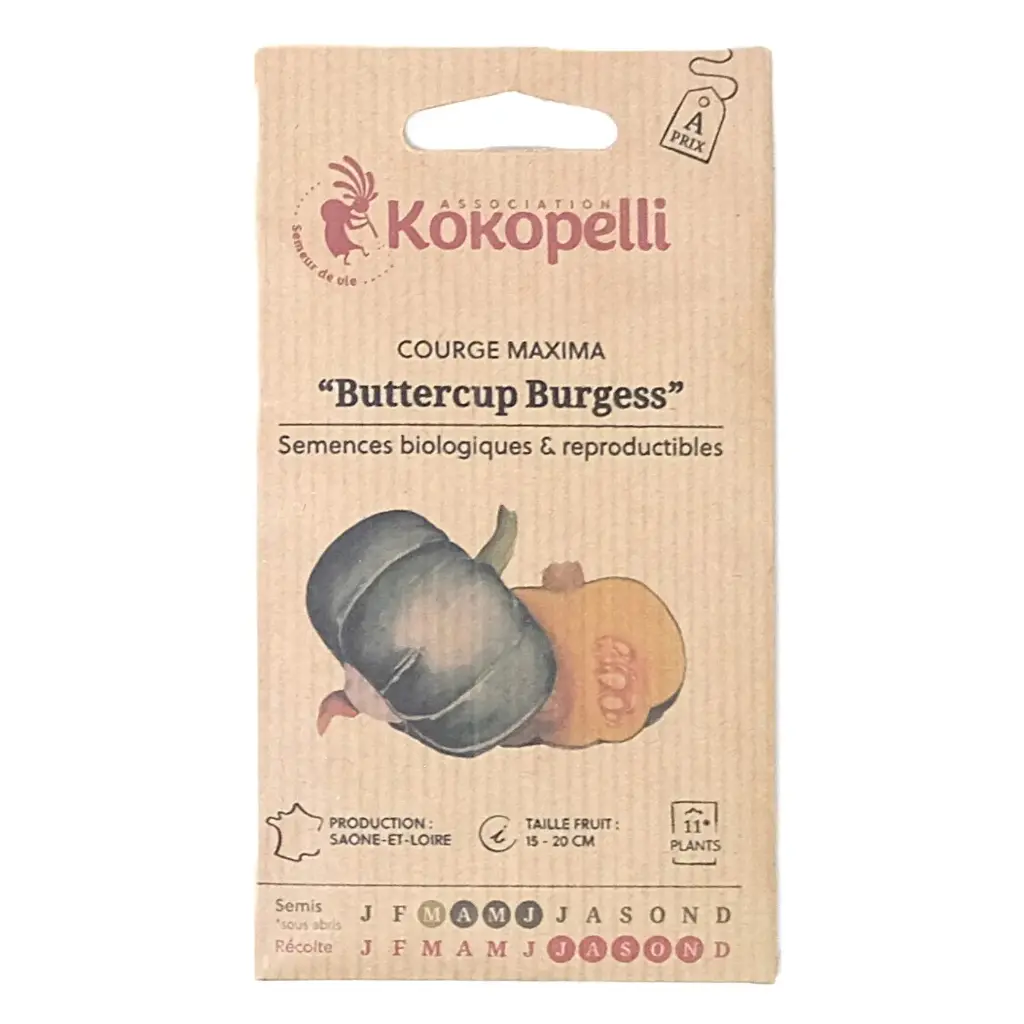 Semences de courge buttercup