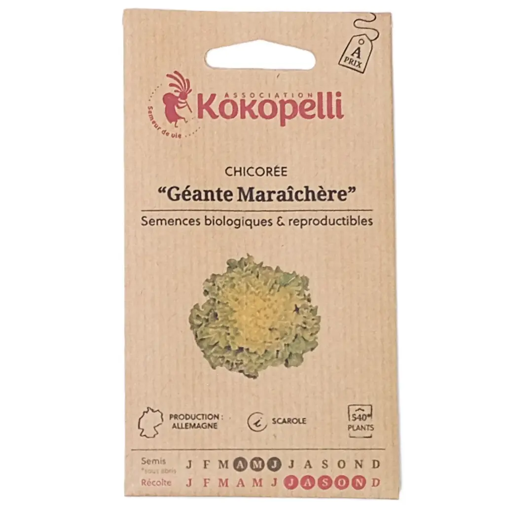 Semences de chicorée scarole
