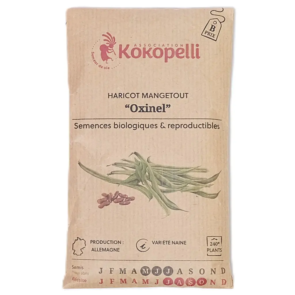 Semences de haricots verts
