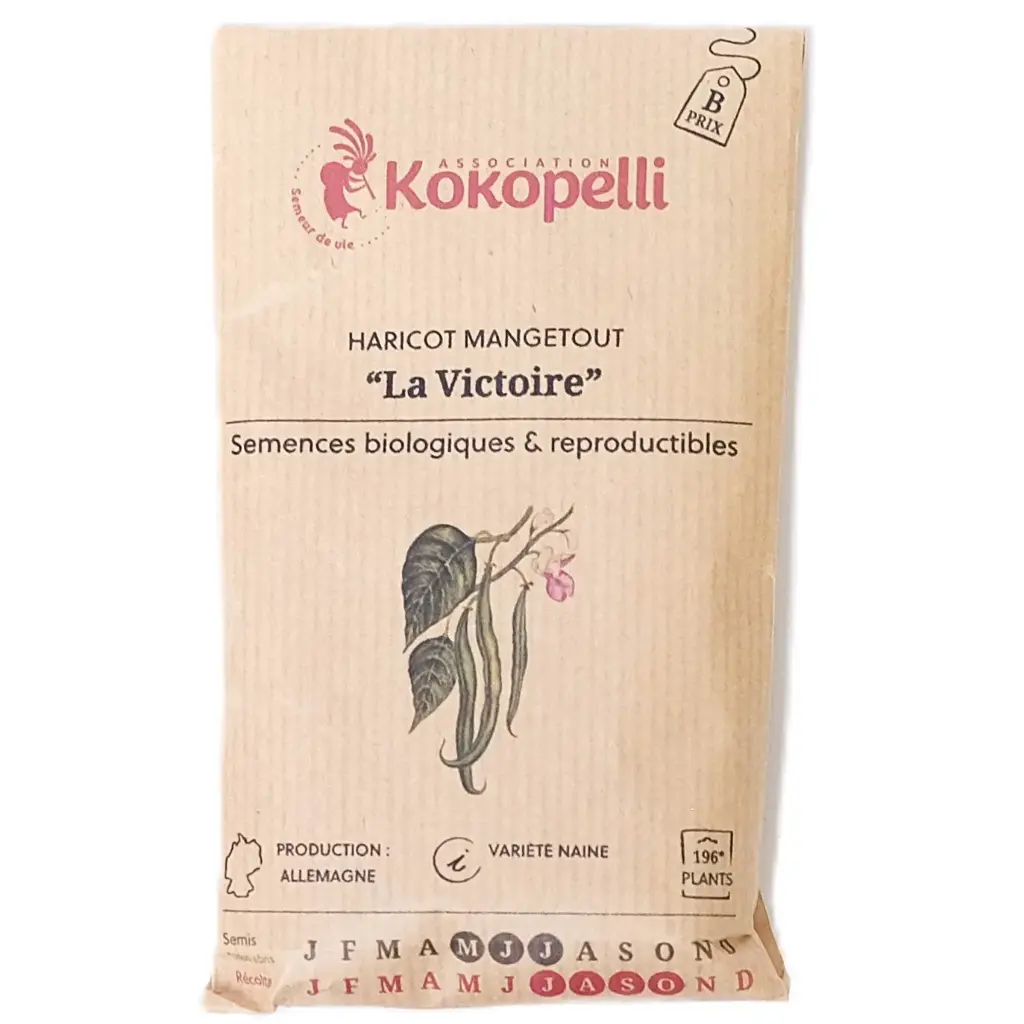 Semences de haricots verts