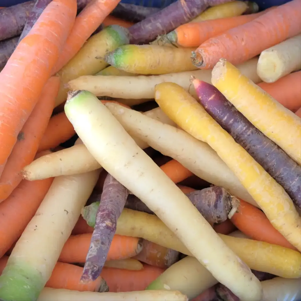 Carottes par 500g
