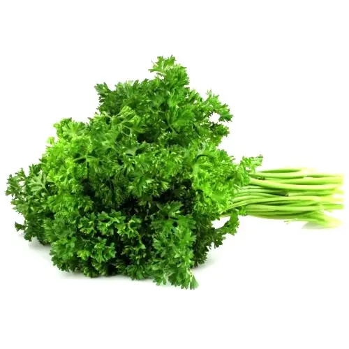 Persil frisé en botte