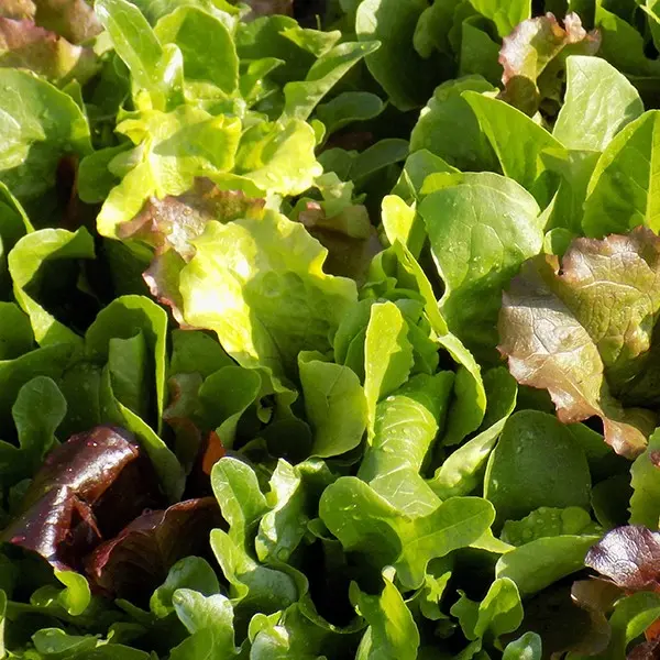Mesclun
