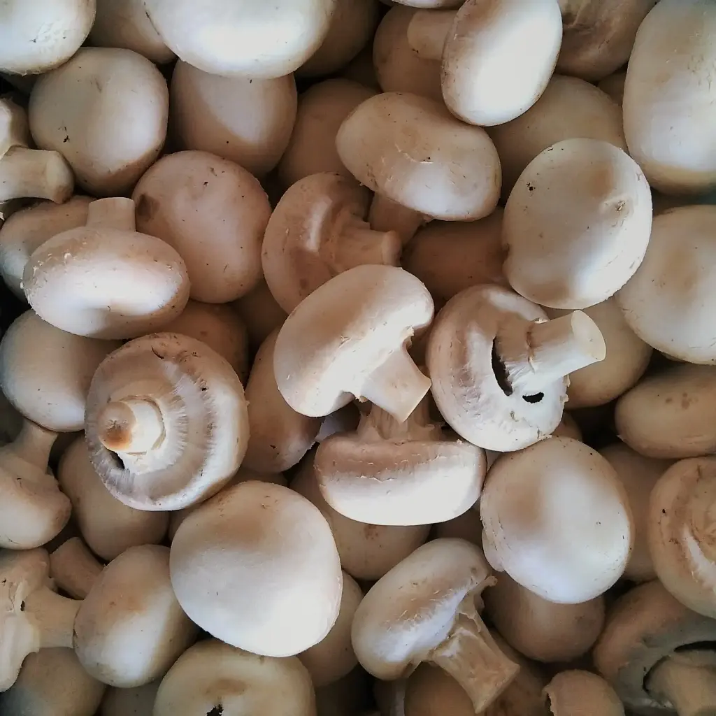 Champignons blancs