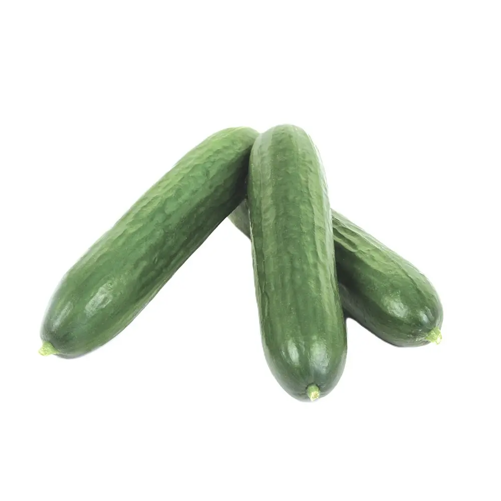 Concombre