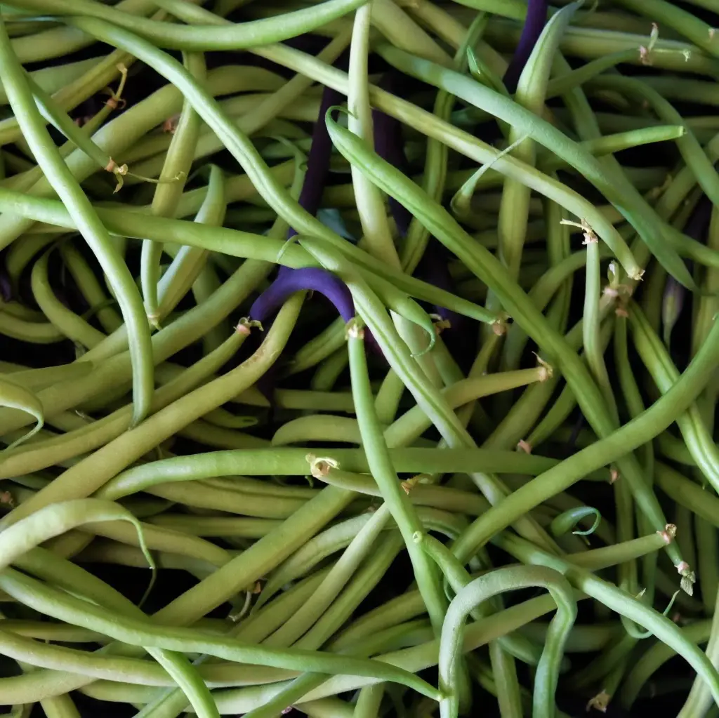 Haricots par 500g