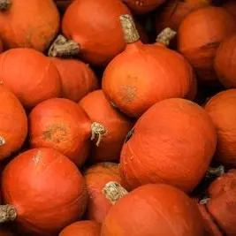 Potimarron
