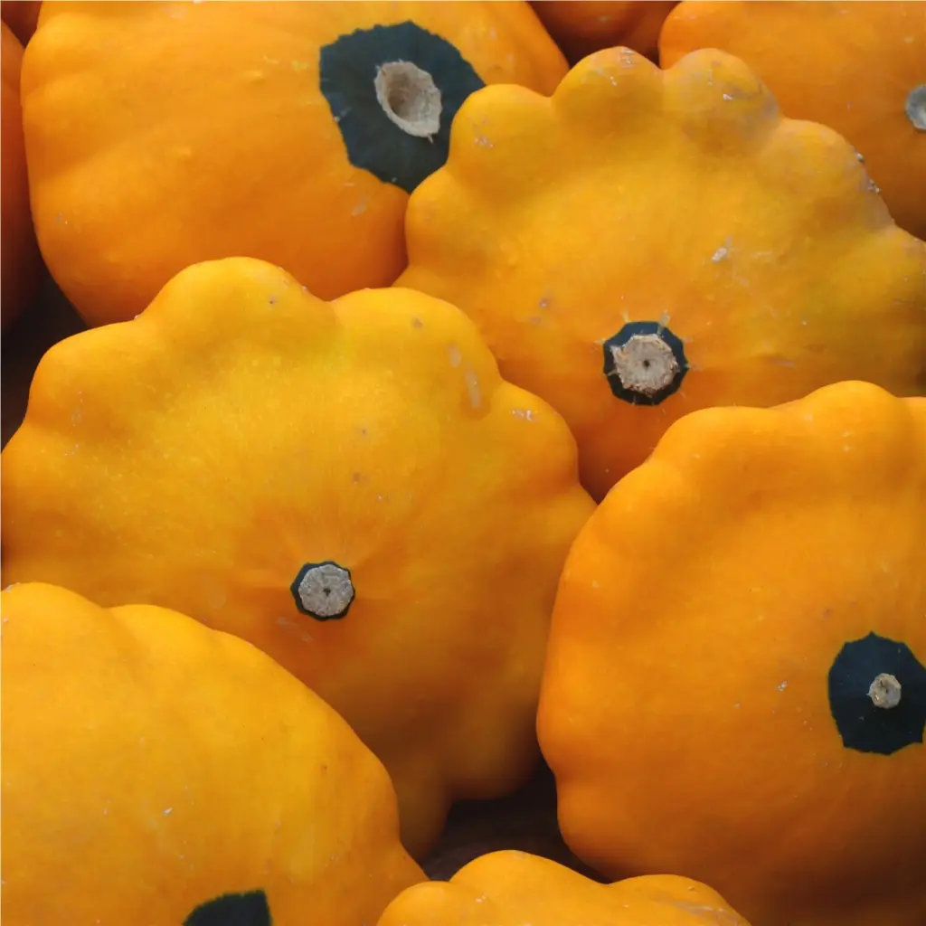 Courge pâtisson