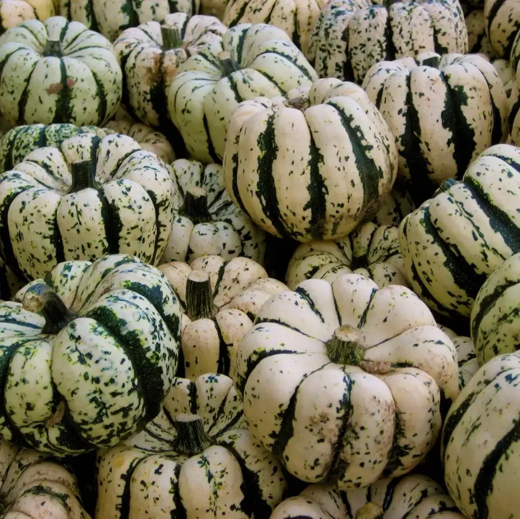 Courge patidou