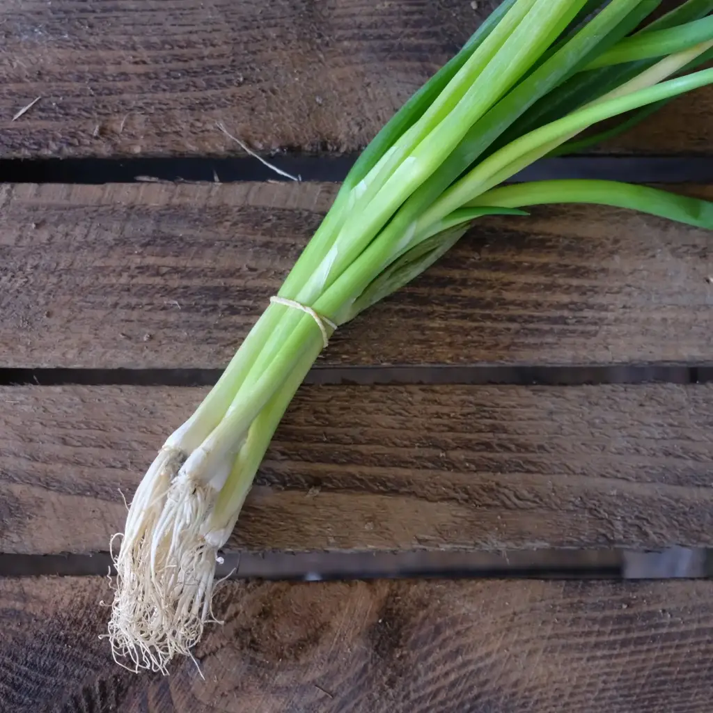 Oignon ciboule
