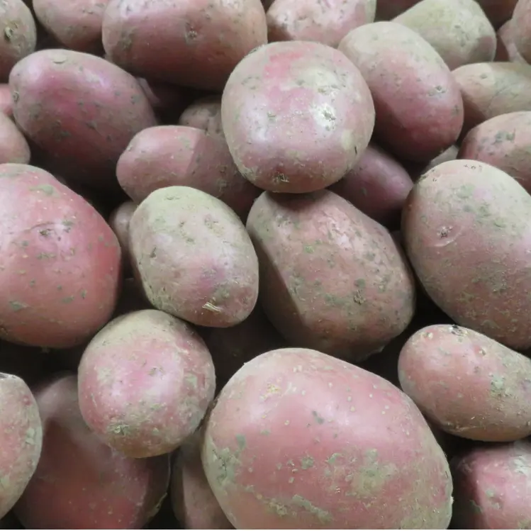 Pommes de terre chair tendre