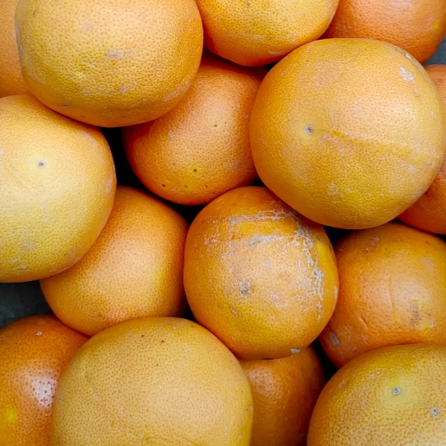 Pamplemousses