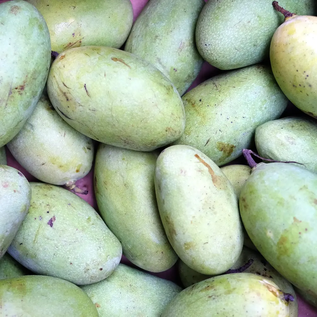 Mangue
