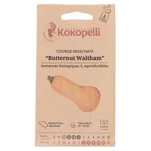 Semences de courge butternut