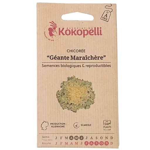 Semences de chicorée scarole
