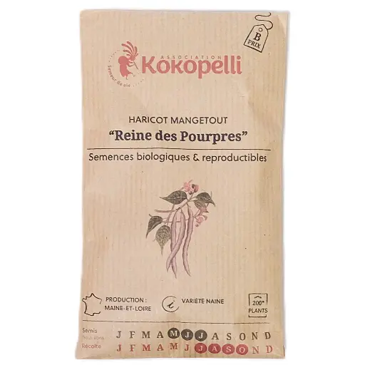 Semences de haricots pourpres