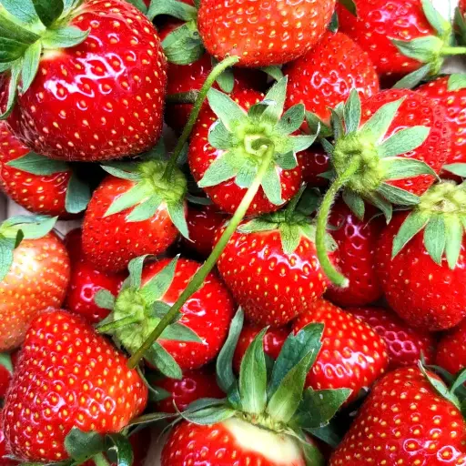 Fraises