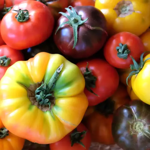Tomates