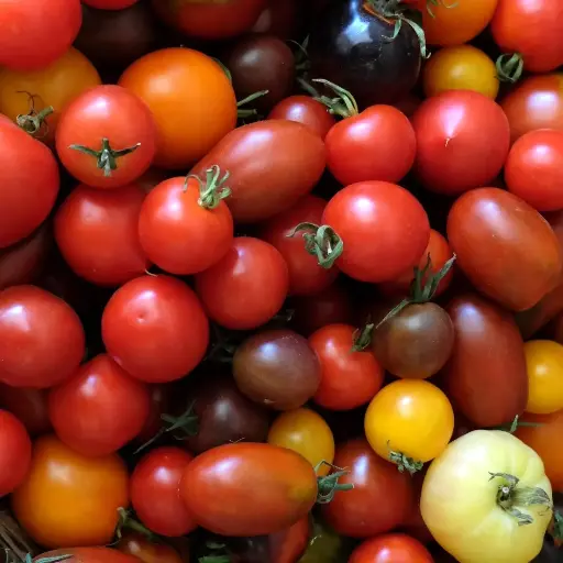 Tomates cerise par 500g