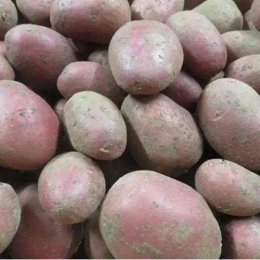 Pommes de terre chair tendre