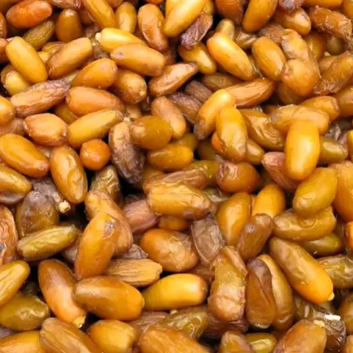 Dattes
